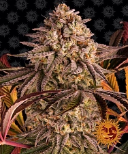 Blue Sunset Sherbert fem (Brn) (1 шт. уцінка 22-23 рік)