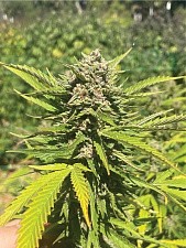 Banana Melt fem (HmbS) (3 шт.)