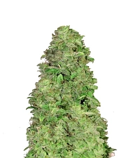 CBD 20:1 autofem (FsBd) (10 шт.)
