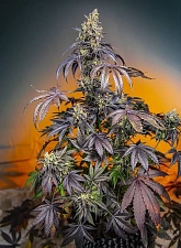 Red Gorilla Girl XL Auto autofem (SwS) (25 шт.)