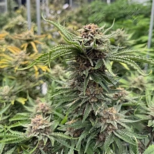 Auto Cherry Cola feminised Ganja Seeds (1 шт.)