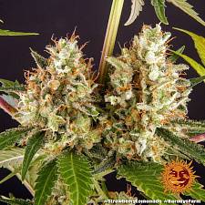 Strawberry Lemonade fem (Brn) (1 шт.)