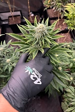Gorilla Melon fem (FsBd) (3 шт.)