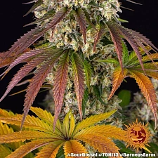 Sour Diesel fem (Brn) (10 шт.)