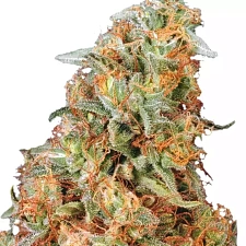 Power Plant feminised Ganja Seeds (7 шт.)