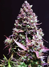 Cream Caramel Auto autofem (SwS)  (25 шт.)