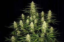 Papaya Cookies Auto autofem (FsBd) (3 шт.)