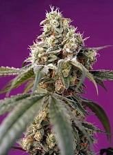 Bruce Banner Auto autofem (SwS) (25 шт.)