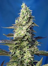 Green Poison XL Auto autofem (SwS) (25 шт.)