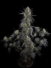 Pound Cake Auto autofem (FsBd) (1 шт.)