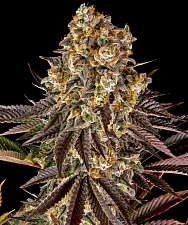 Gelato #45 fem (Brn) (3 шт.)