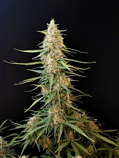 Original Auto Sour Diesel autofem (FsBd) (5 шт.)