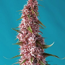 Red Pure Auto CBD autofem (SwS) (3+1 шт.)