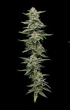 Garlic Budder fem (HmbS) (3 шт.)