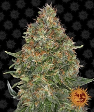 Pineapple express Auto autofem (Brn) (10 шт.)