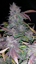 Fastberry Auto autofem (FsBd) (5 шт.)