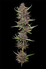 California Cream / Caramel Cream fem (HmbS) (3 шт.)