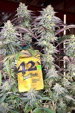 Papaya Sherbet fem (FsBd) (3 шт.)