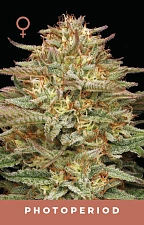 Orange Creampop fem (HmbS) (5 шт.)