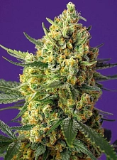 Crystal Candy XL Auto autofem (SwS) (25 шт.)