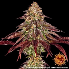 Mimosa x Orange Punch Auto autofem (Brn) (10 шт.)