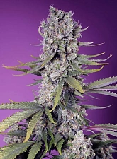 Papaya Zoap F1 Fast Version fem (SwS) (25 шт.)