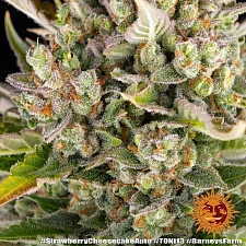 Strawberry Cheesecake Auto autofem (Brn) (10 шт.)