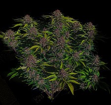 Purple Haze Auto autofem (FsBd) (1 шт.)