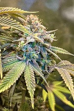 Lemon Mandarin fem (FsBd) (10 шт.)