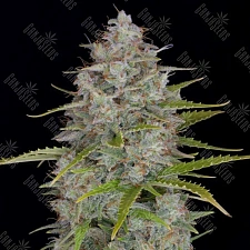 Auto Orange Sherbet feminised Ganja Seeds (1 шт.)