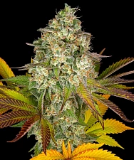 Cookies Kush Auto autofem (Brn) (3 шт.)