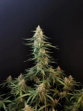 Original Auto Sour Diesel autofem (FsBd) (10 шт.)