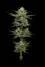 Vanilla Latte Auto autofem (HmbS) (5 шт.)