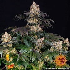 Gelato fem (Brn) (10 шт.)