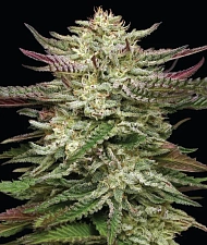 Humboldt Headband Auto autofem (HmbS) (5 шт.)