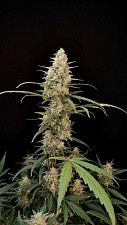 Original Auto Critical autofem (FsBd) (3 шт.)