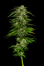 Dream Queen Auto autofem (HmbS) (5 шт.)