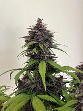 Purple Haze Auto autofem (FsBd) (10 шт.)
