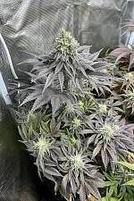Rainbow Melon fem (FsBd) (3 шт.)