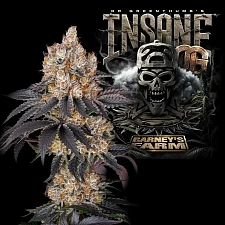 Insane OG fem (Brn) (10 шт.)