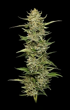 California Sour Diesel fem (HmbS) (5 шт.)