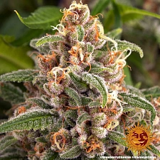 Blueberry Cheese (Blue Cheese) fem (Brn) (5 шт. уцінка 22-23 рік.)