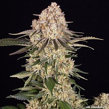 AK-47 fem (Brn) (1 шт.)