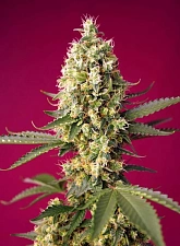 Skywalker OG Runtz XL Auto autofem (SwS) (25 шт.)