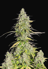 Girl Scout Cookies / Cookies Auto autofem (FsBd) (1 шт.)