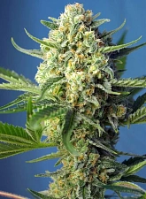 S.A.D. Sweet Afgani Delicious Auto" autofem (SwS) (25 шт.)
