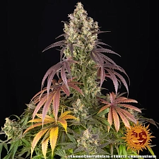 Lemon Cherry Gelato fem (Brn) (1 шт.)
