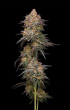 Granny Candy fem (HmbS) (3 шт.)