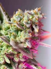 Sweet Mimosa XL Auto autofem (SwS) (25 шт.)