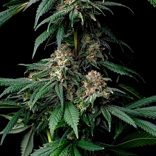 Mendo Breath fem (Brn) (1 шт.)
